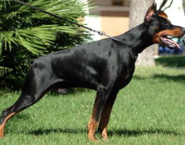 小姐姐哄杜宾犬,温柔小姐姐的杜宾犬哄睡记